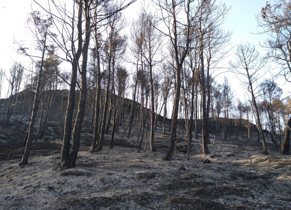 L’incendi forestal de Santa Coloma de Queralt